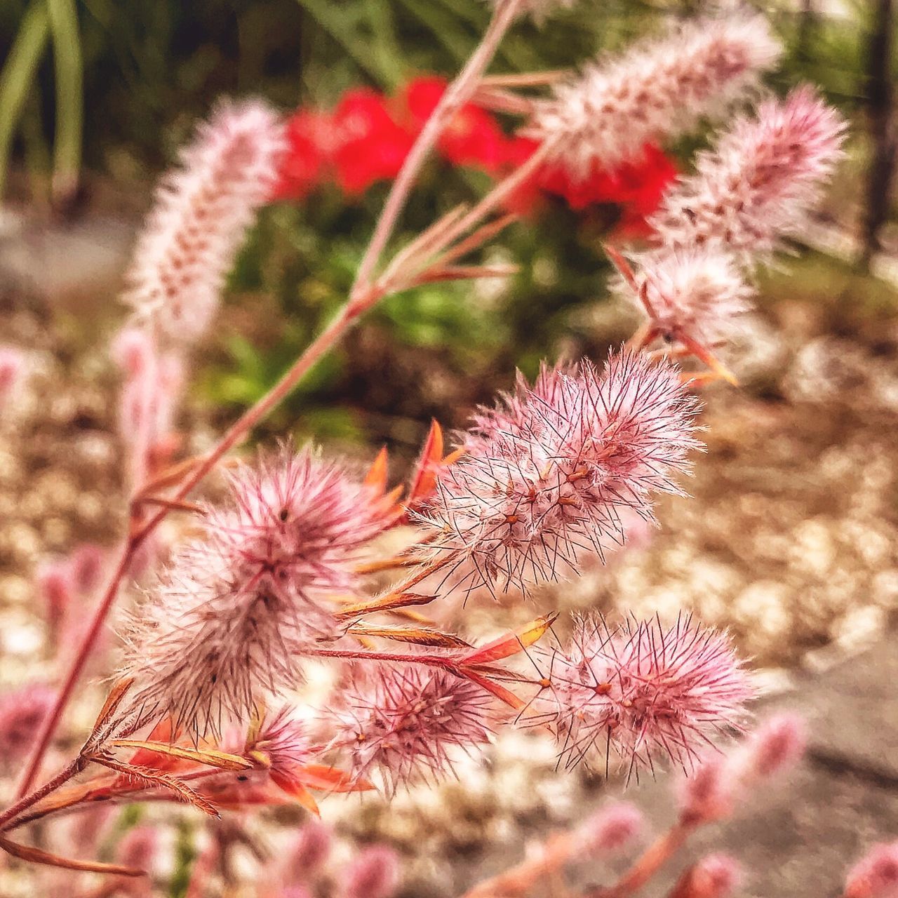 flower, flowering plant, freshness, close-up, fragility, vulnerability, plant, beauty in nature, no people, nature, growth, focus on foreground, day, inflorescence, flower head, wildflower, outdoors, pink color, spiked, thistle, spiky