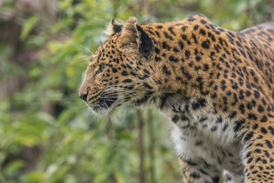 View of a cat looking away