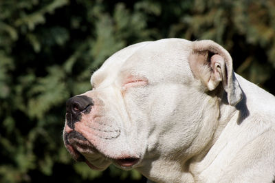 Close-up of a dog looking away