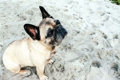 High angle view of a dog on sand