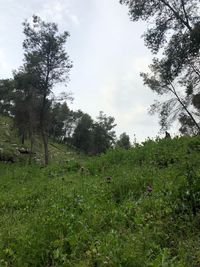 Trees on field against sky