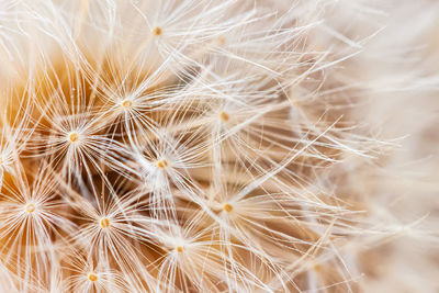 Close-up of dandelion on plant