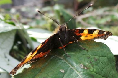 Close-up of butterfly on leaf