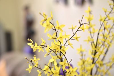 Close-up of flower against blurred background