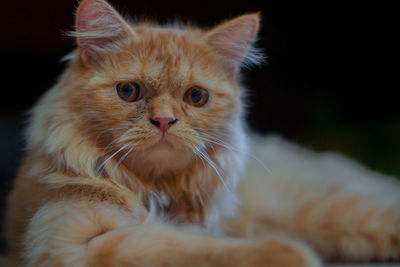 Close-up of a cat looking away