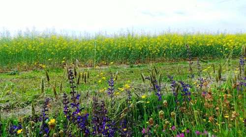 Yellow flowers growing in field