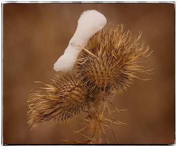 Close-up of flower plant in winter