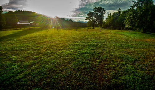 Scenic view of grassy field against sky