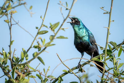 Low angle view of bird perching on tree