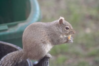 Close-up of squirrel eating outdoors