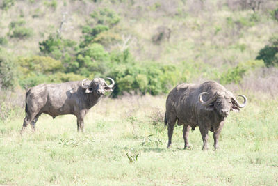 Sheep on field