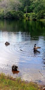 Ducks swimming in lake