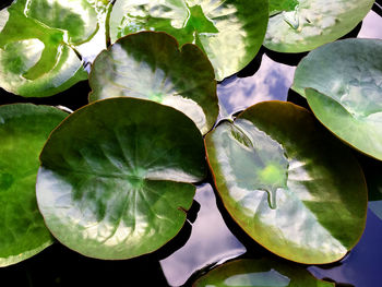 Close-up of lotus leaves floating on pond