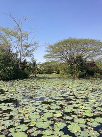 Surface level of leaves floating on water against sky