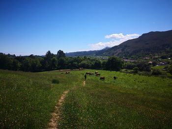 Scenic view of grassy field against sky