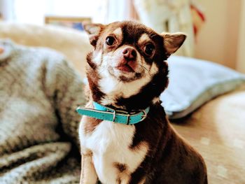 Portrait of dog sitting at home