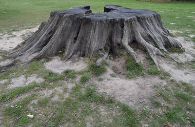 Scenic view of tree on field