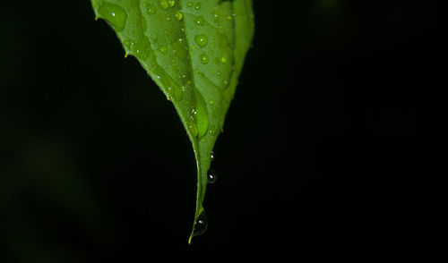 Close-up of water drops on plant