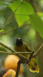 Close-up of bird perching on branch