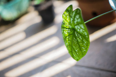 High angle view of green leaves on table