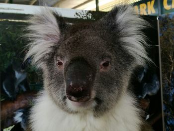 Close-up portrait of sheep