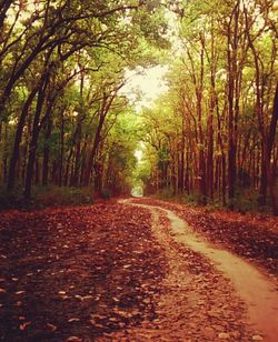 Road amidst trees in forest during autumn