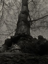 Bare trees against sky