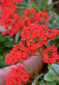 Close-up of red flowering plant