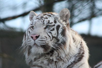 Close-up of white tiger