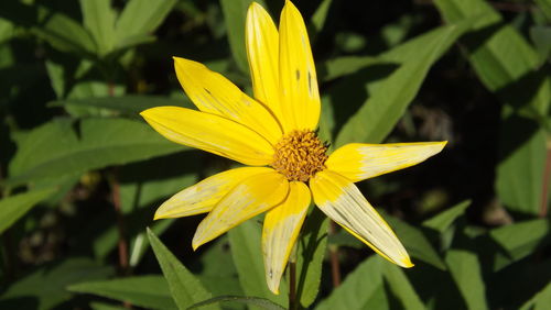 Close-up of yellow flower