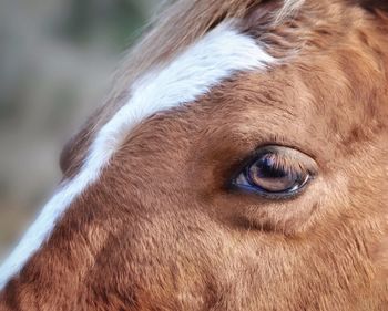 Close-up portrait of horse