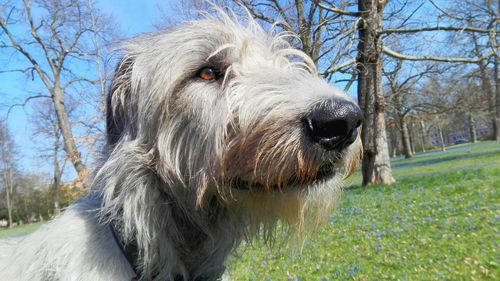 Close-up of dog by trees against sky