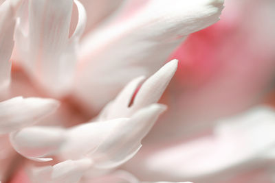 Close-up of pink rose flower