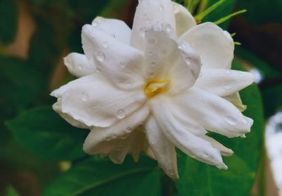 Close-up of wet white flower