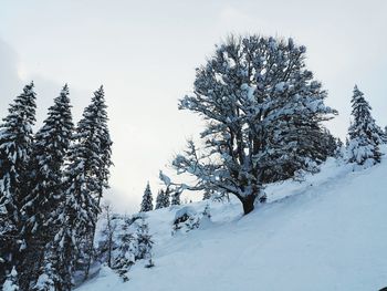 Trees on snow covered field against sky