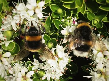 Close-up of bee pollinating flower