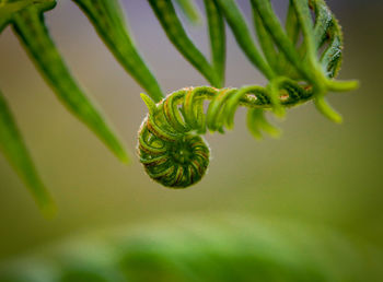 Close-up of plant