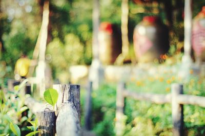 Close-up of plants on wooden surface