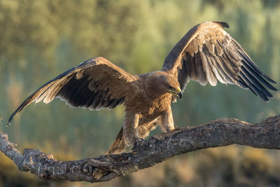 Close-up of golden eagle perching on branch