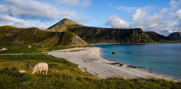 Scenic view on sheep, ocean and mountains against sky, lofoten, norway