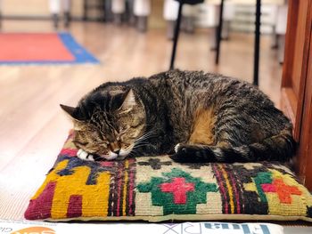 Close-up of cat sleeping at home