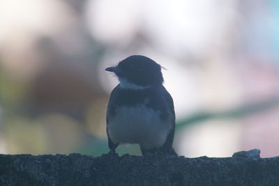Close-up of bird perching outdoors