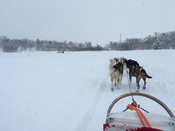 Dog on snow covered land