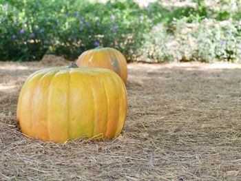 Close-up of pumpkins on field