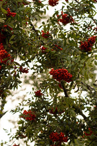 Red berries growing on tree