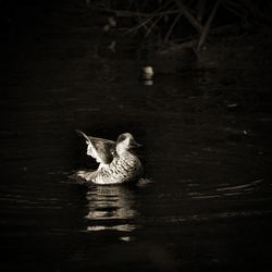 Duck swimming in lake