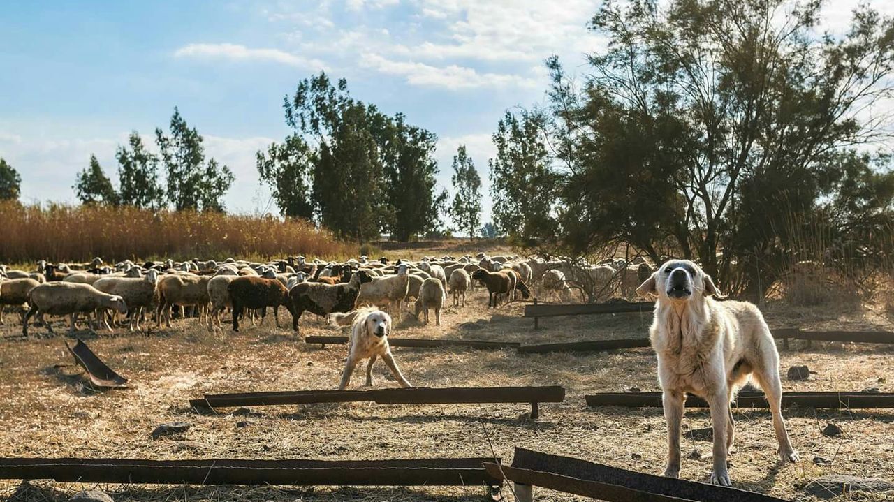 SHEEP ON FIELD