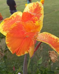 Close-up of orange day lily blooming outdoors