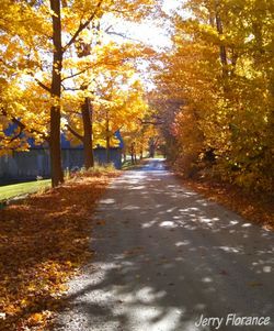 Empty road passing through forest