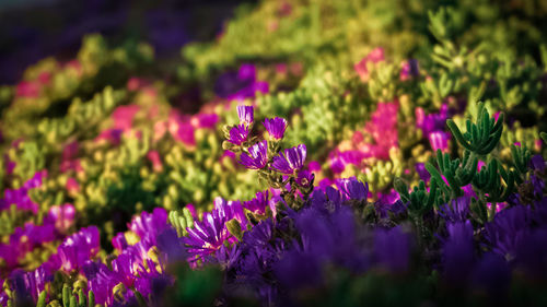 Close-up of purple crocus flowers blooming on field